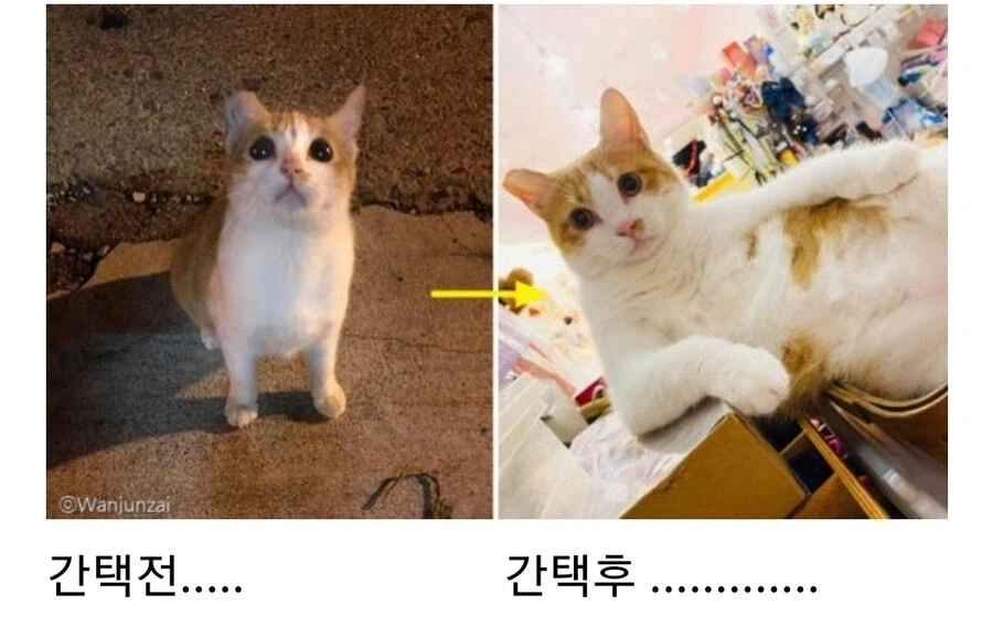 길냥이 간택 전 간택 후ㅠㅠㅋㅋㅋㅋㅋ