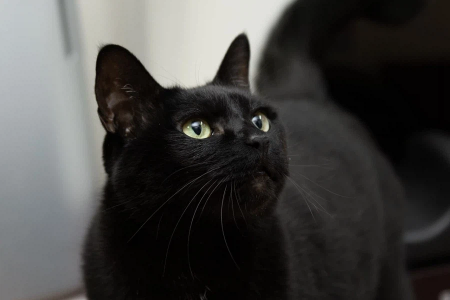 인기없는 검은 고양이_7.webp