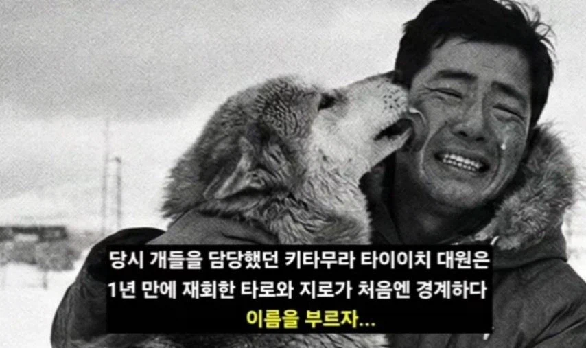 일본이 남극에 버리고간 15마리의 개들_14.webp