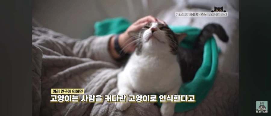고양이가 집사를 "부모"로 여길때 하는 행동