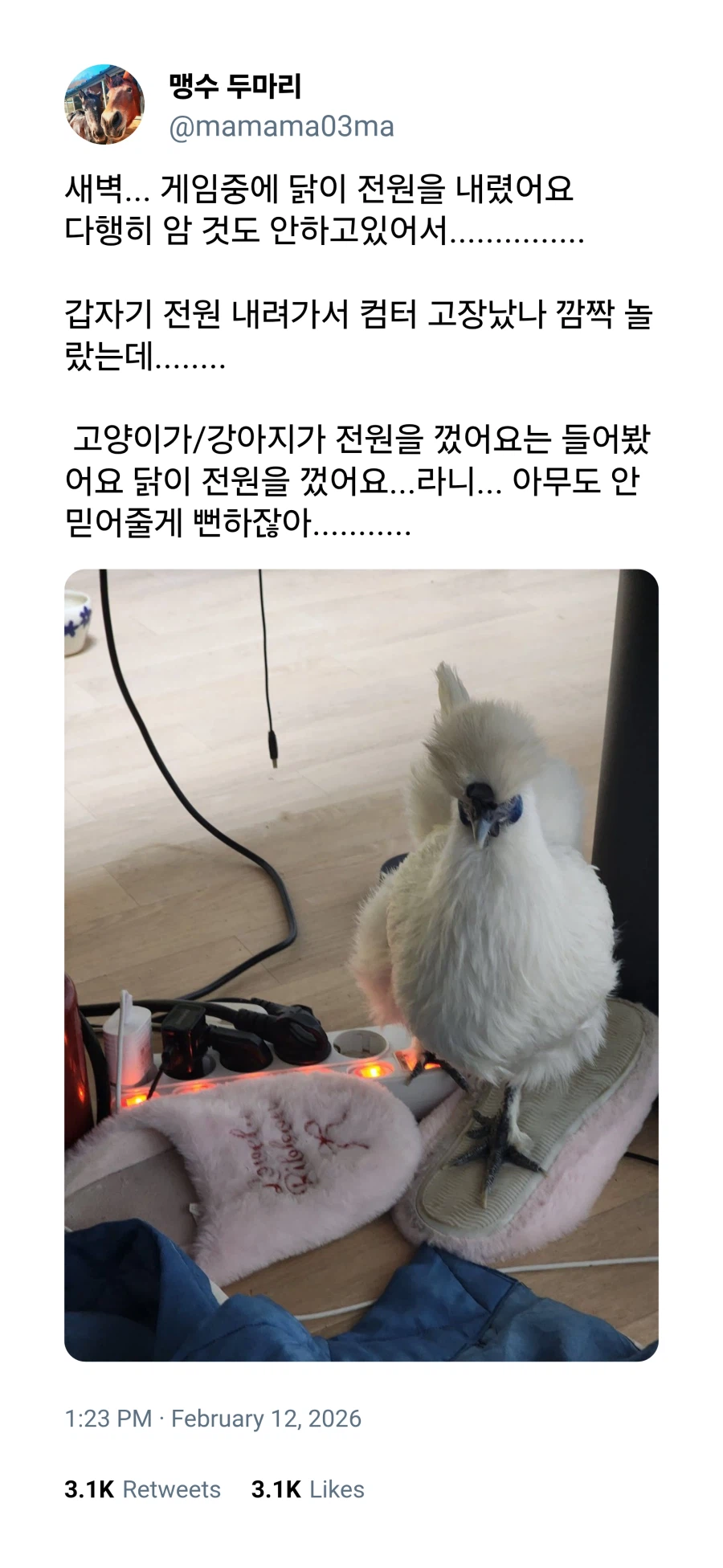 고양이가 했어요에 이은_1.webp