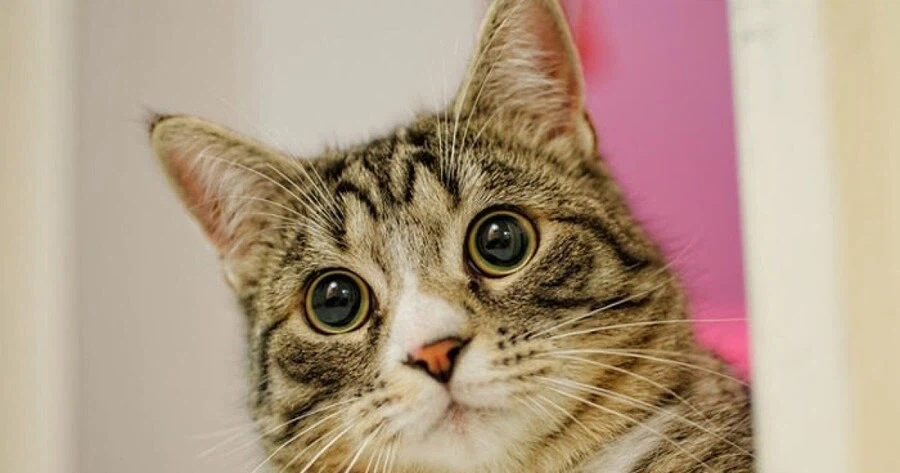 영화 글 쓸때 보람찬거.movie_2.webp