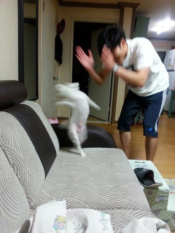 베스트 춤추는 강아지 음해하는 씹덕프사가 구라치는 중이라는 증거_2.webp