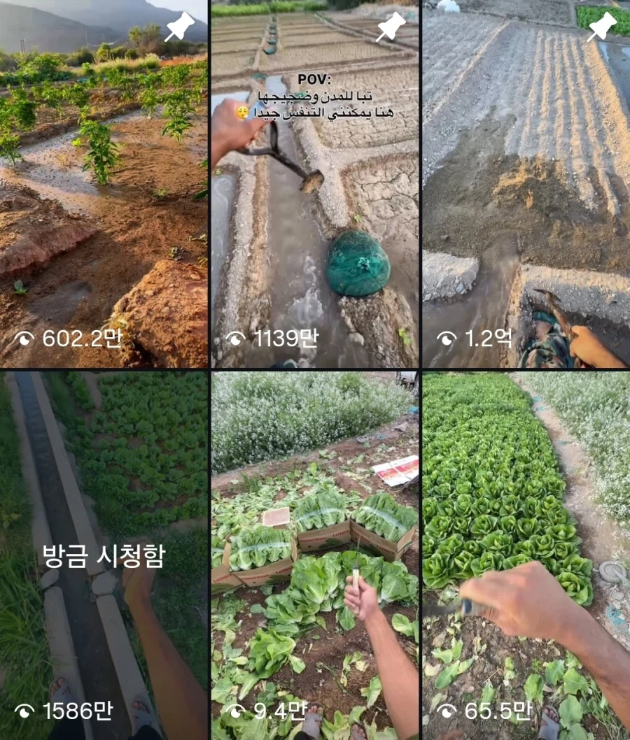 조회수 1억 넘어간다는 아프리카 농장 숏츠_1.webp