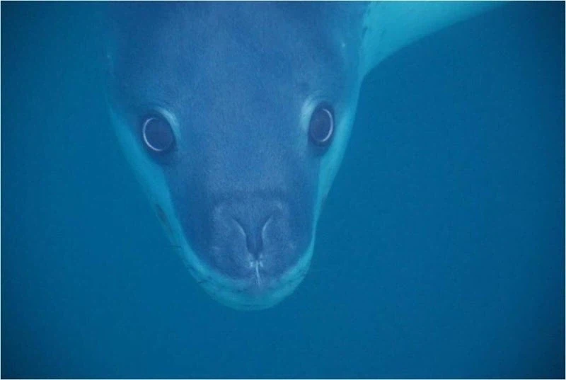 ㅈㄴ 섬뜩한 해양 포유류_6.webp