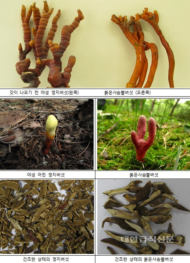 버섯을 함부로 채취해 먹으면 안 되는 이유_2.jpg