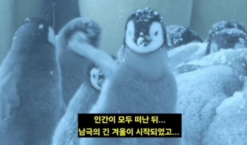 일본이 남극에 버리고간 15마리의 개들_8.webp