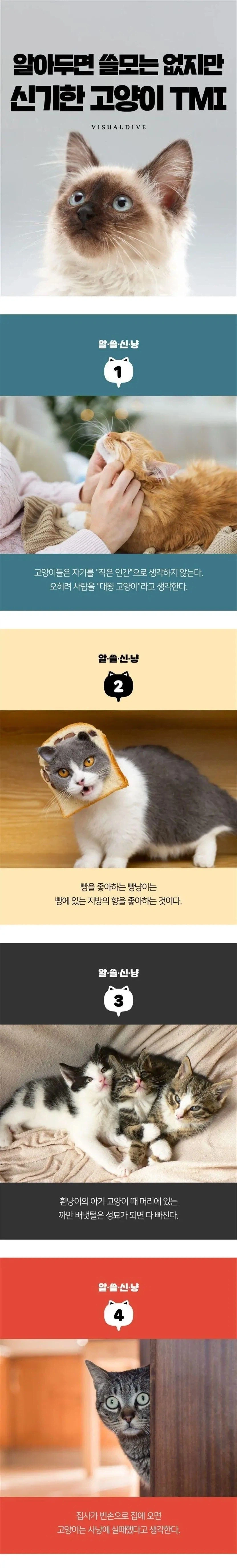 알아두면 쓸모는 없지만 신기한 고양이 TMI
