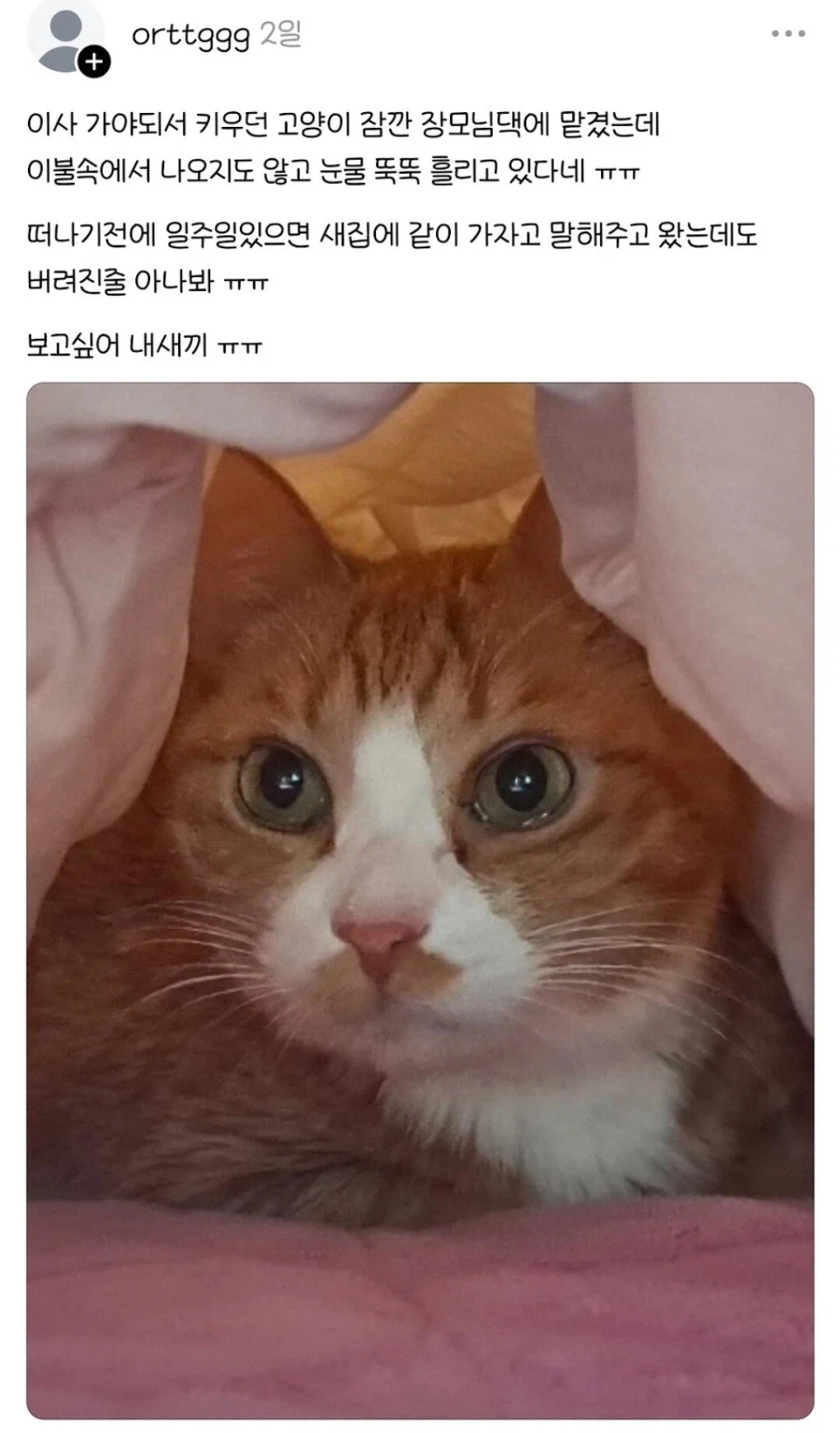 버려진 줄 알고 우는 고양이.jpg