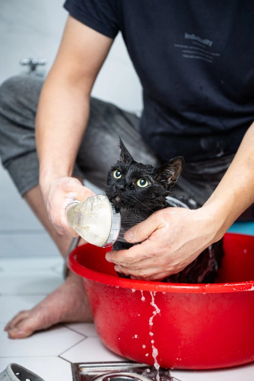 똥괭아 너 인물났다 어디 가지마라!_3.webp