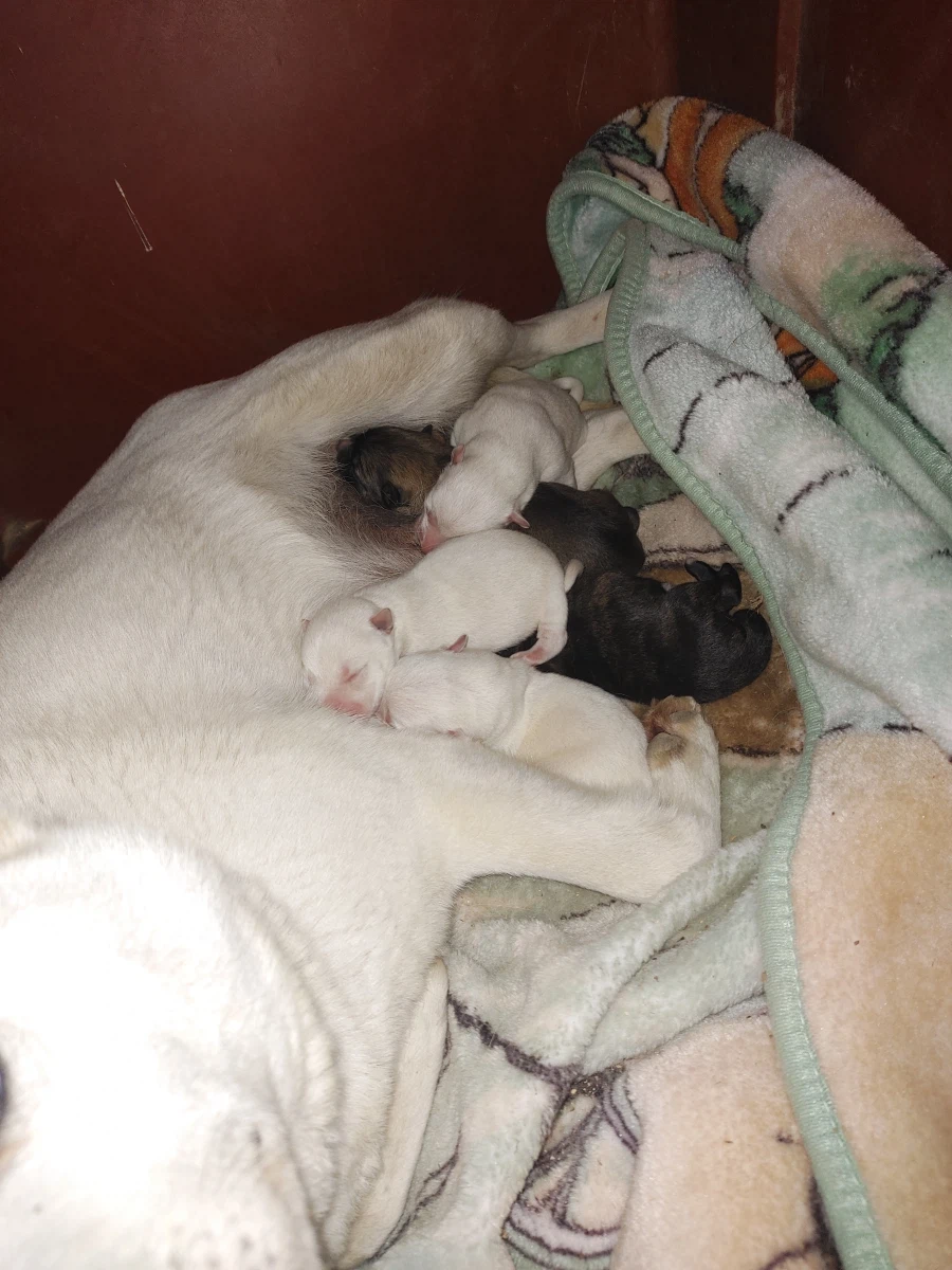 우리집 마당개가 출산함.jpg_2.webp