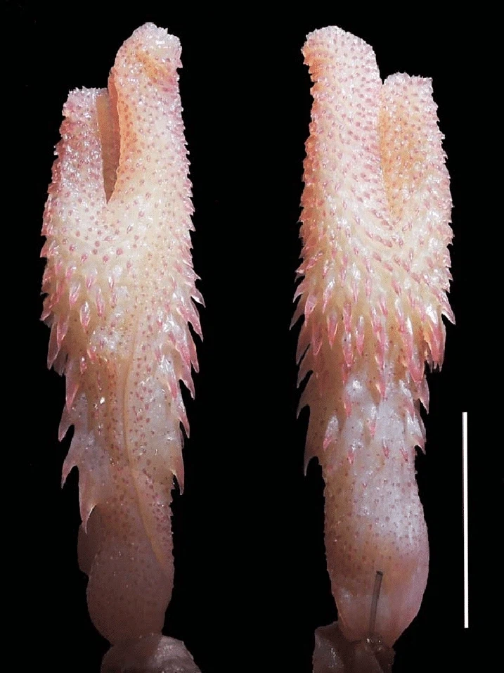 고화질이라 돌기까지 보이는 뱀 쌍꼬추 본 사람????