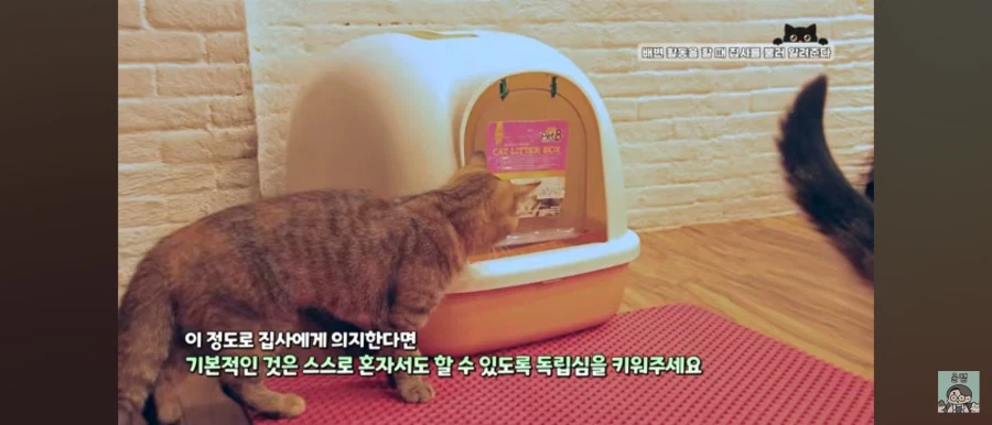 고양이가 집사를 