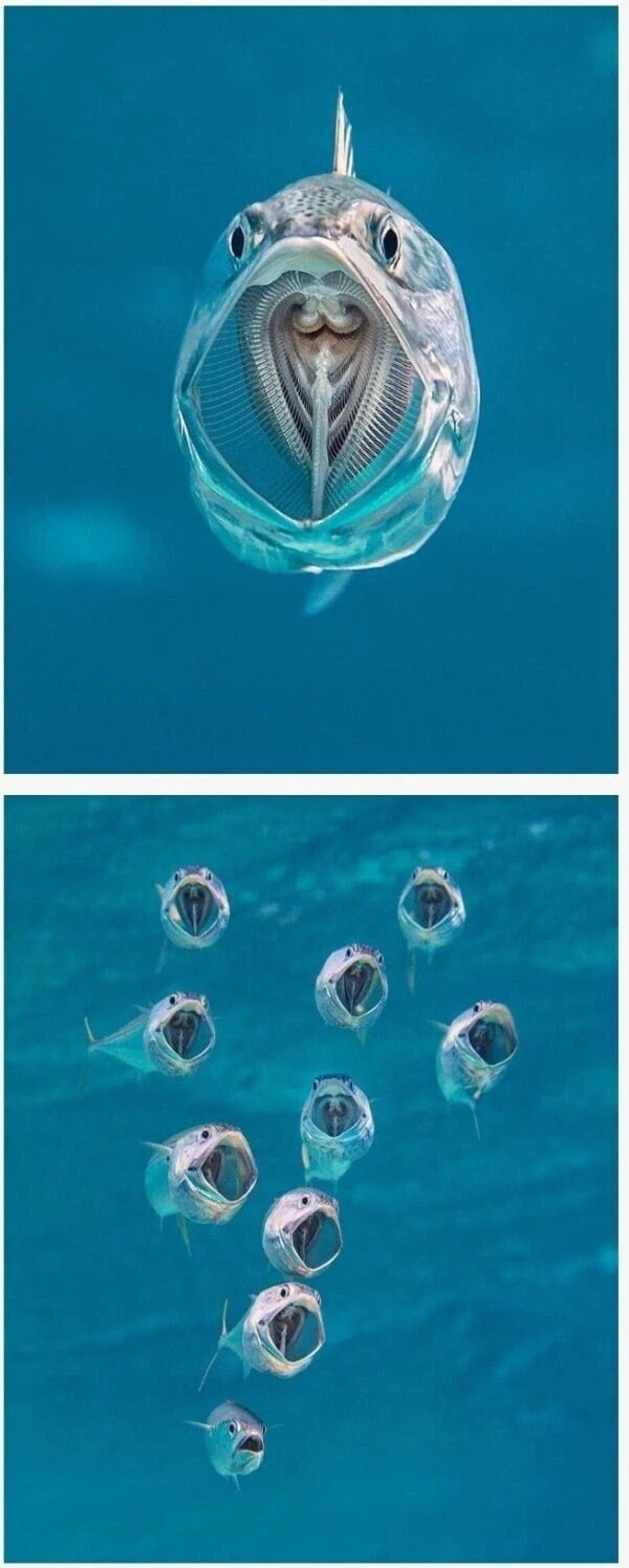 좀처럼 보기 힘든 고등어 헤엄치는 모습.jpgif