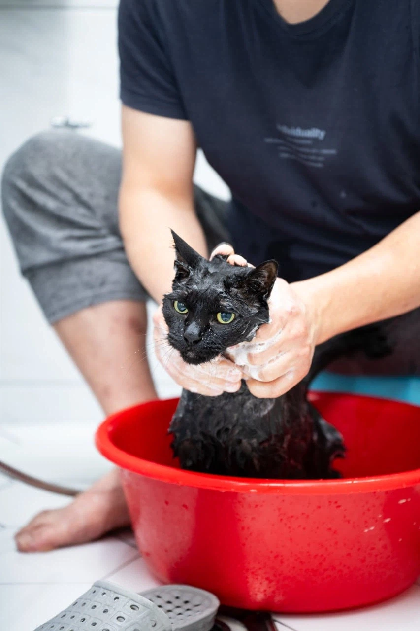 똥괭아 너 인물났다 어디 가지마라!_13.webp