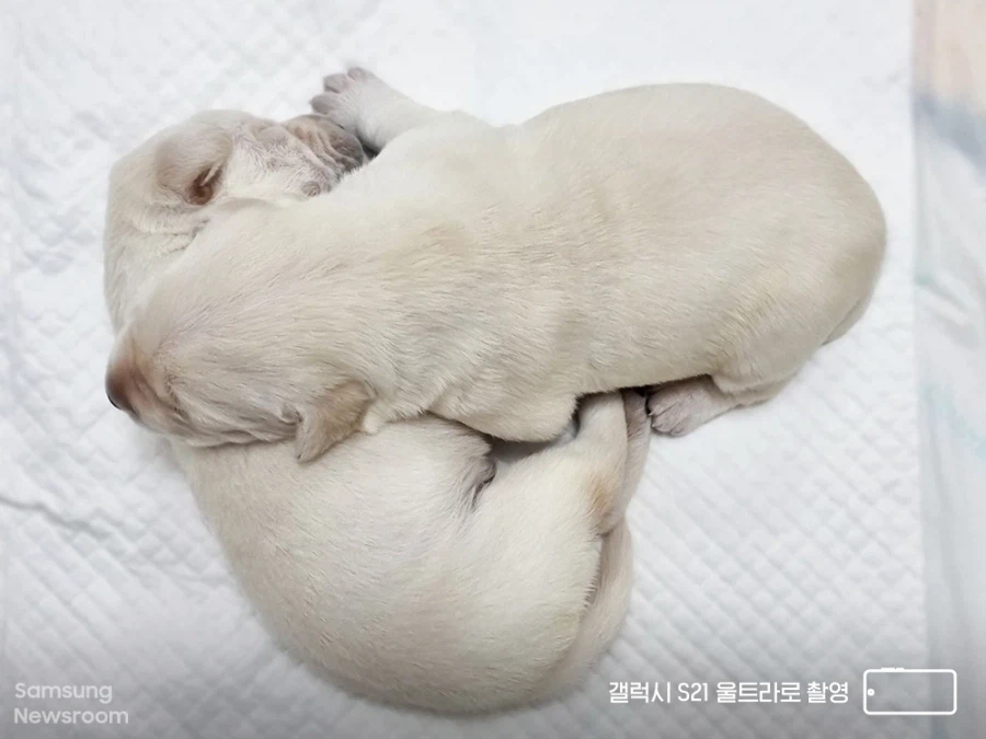 삼성이 33년동안 적자 보면서 유지해온 사업_3.webp