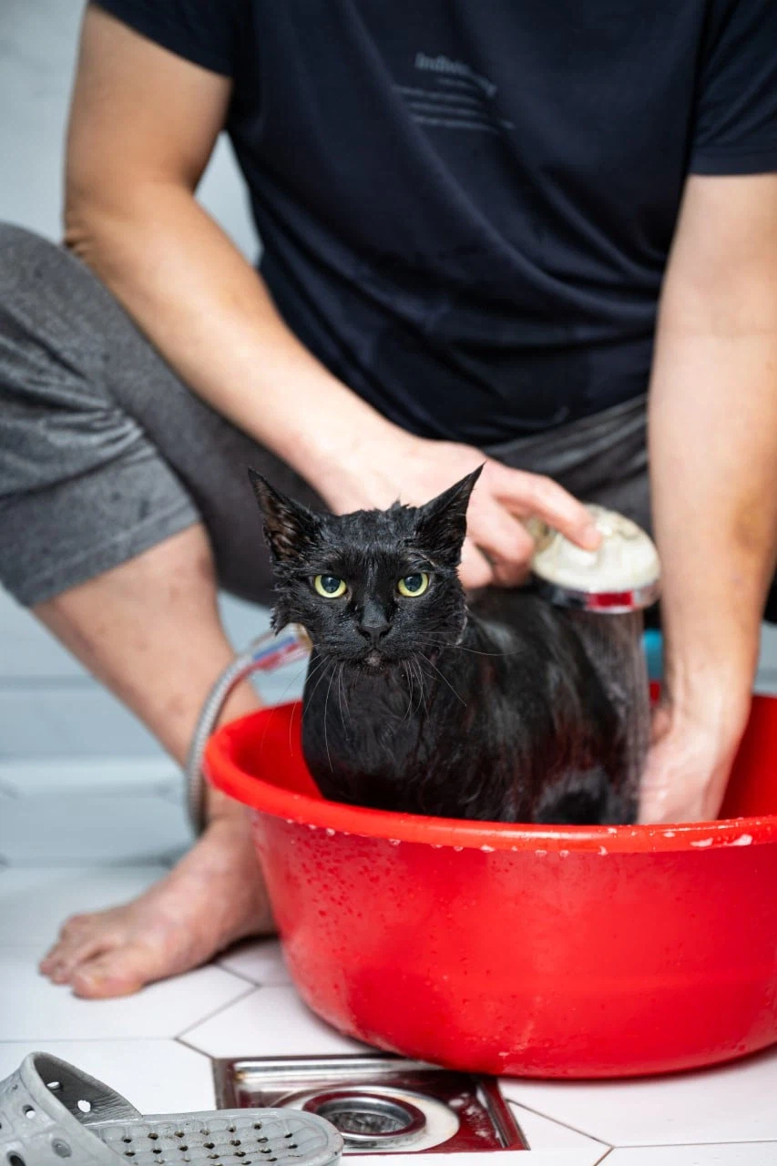 똥괭아 너 인물났다 어디 가지마라!