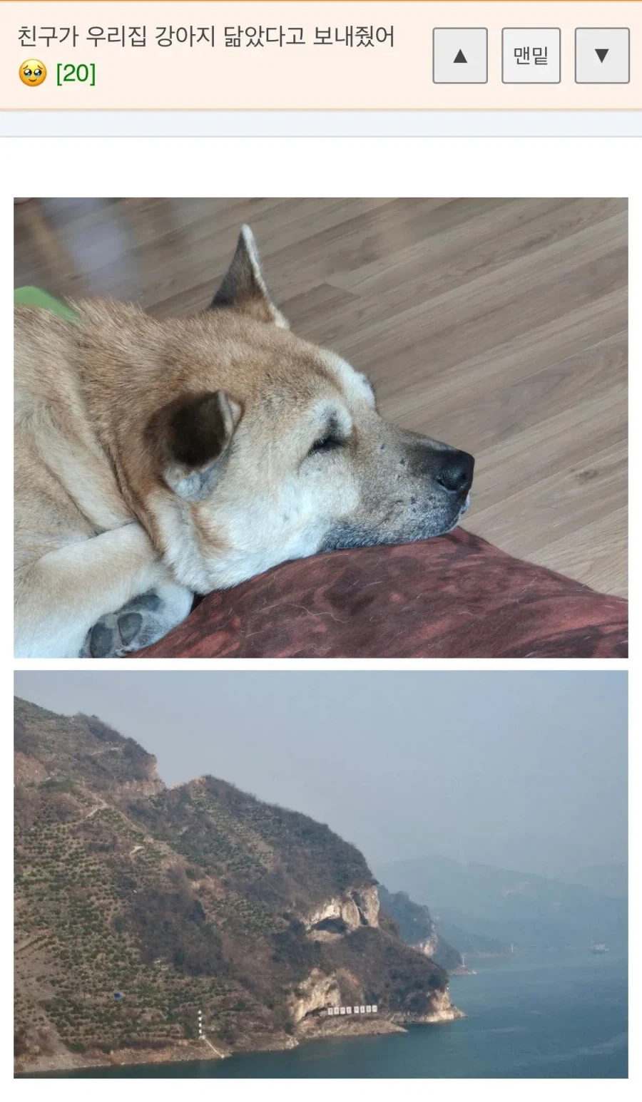 친구가 우리집 강아지 닮았다고 보내줬어_1.webp