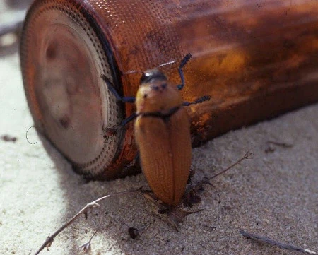 진화론 vs 창조설이 허수아비 때리기인 이유_7.webp