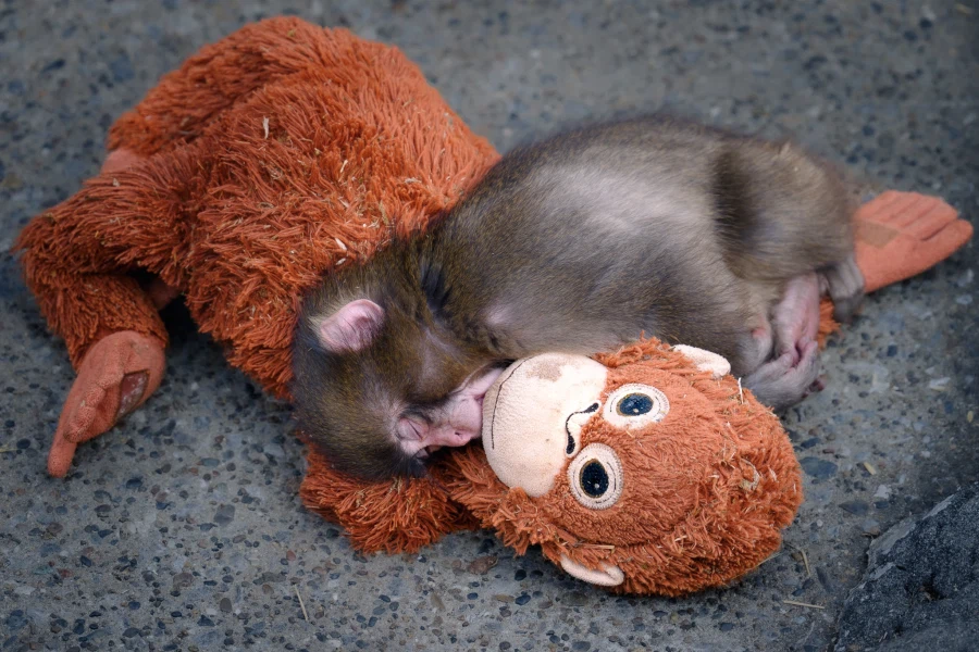 현재 일본 동물원에서 최고 흥행 중인 새끼 원숭이_6.webp