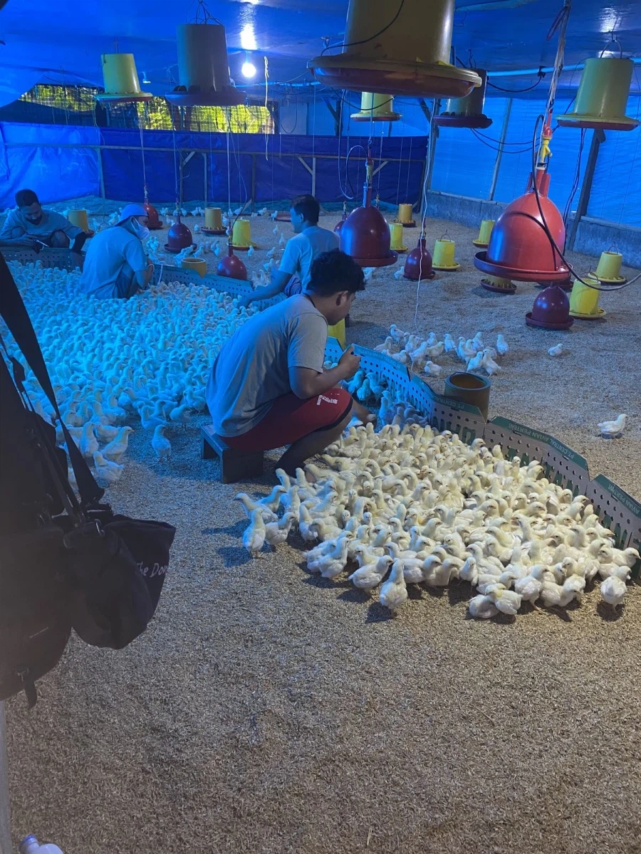 브라질산 순살 닭고기 닭 생김새.jpg_4.webp