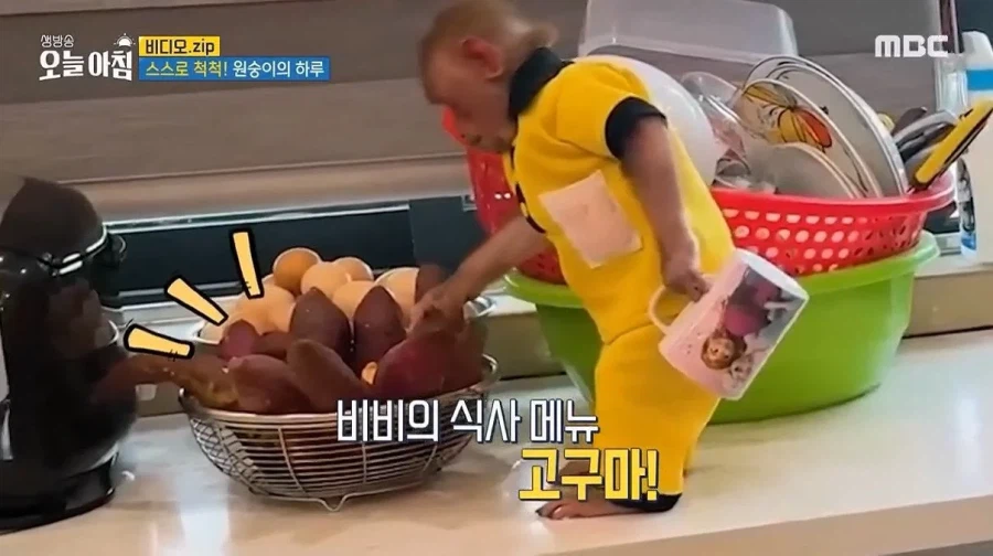 상위 1% 원숭이_12.webp