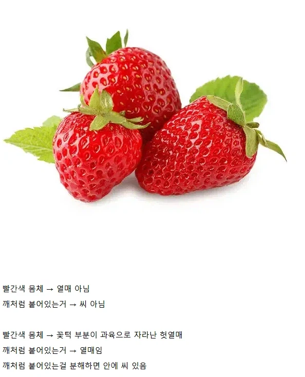 사람들이 잘못 알고있는 딸기.jpg