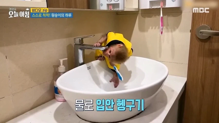 상위 1% 원숭이_8.webp