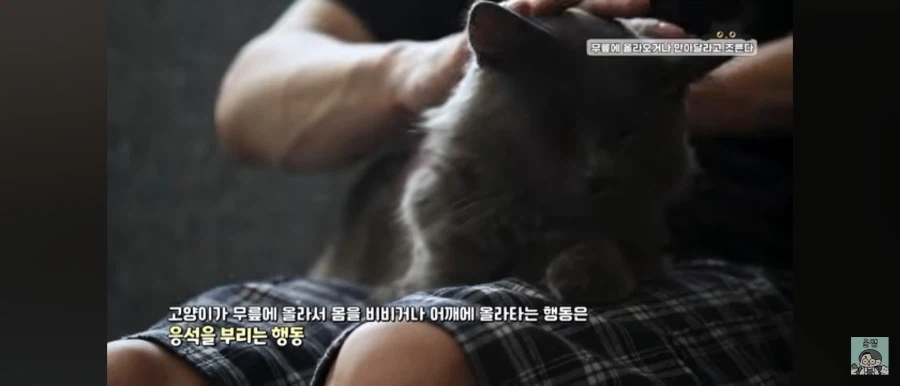 고양이가 집사를 