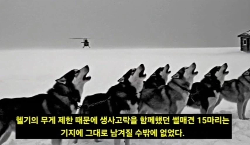 일본이 남극에 버리고간 15마리의 개들_4.webp