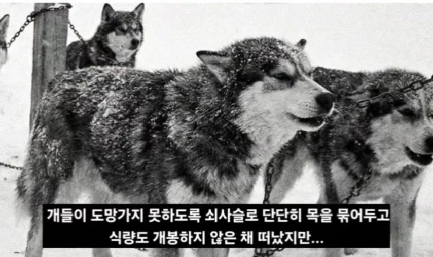 일본이 남극에 버리고간 15마리의 개들_6.webp