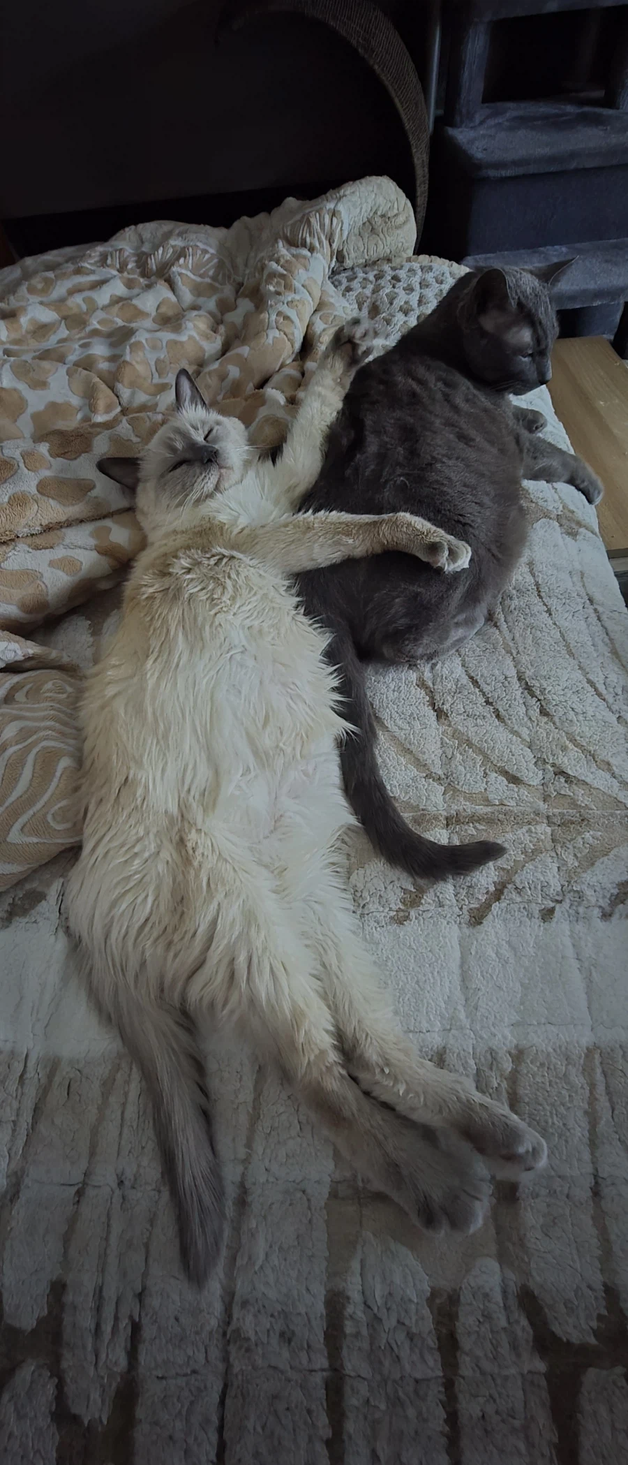 고양이가 집사를 