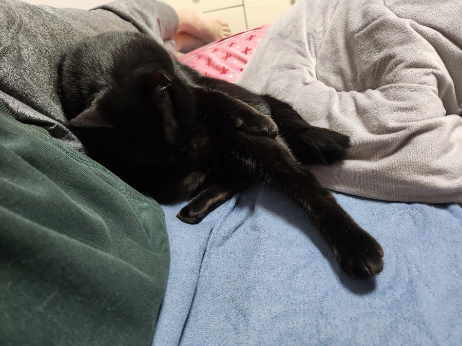 인기없는 검은 고양이