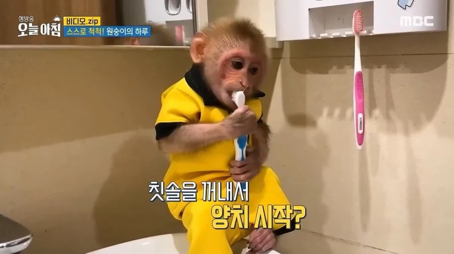 상위 1% 원숭이_7.webp