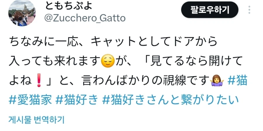 캣도어 이상하게 쓰는 고양이.jpg_2.webp