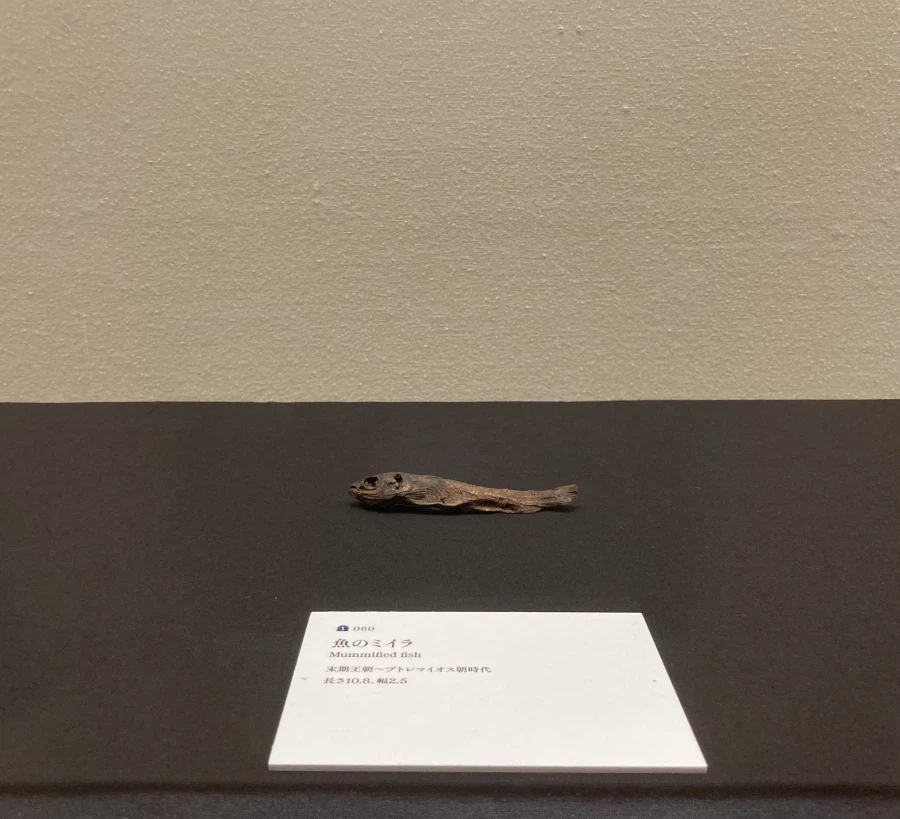 흔한 고대 이집트 전시물_2.webp