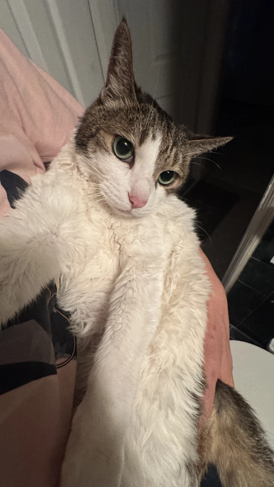 정말 급해서 그러는데 고양이 돌봄및 이동시켜주실분/울산 ㅠㅠ