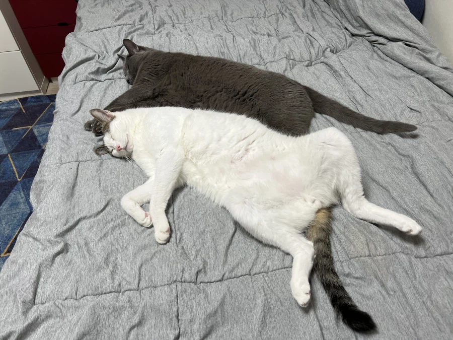 우리집 고양이들 근황_2.webp