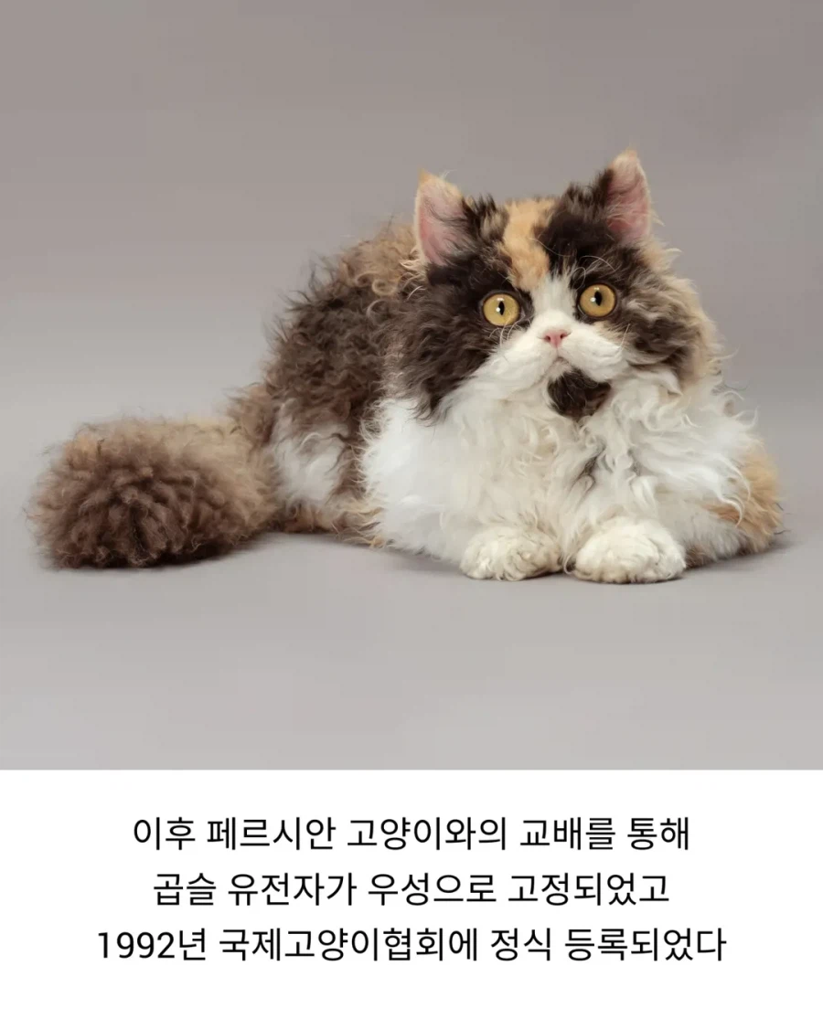 태어날 때부터 곱슬인 고양이..._3.webp