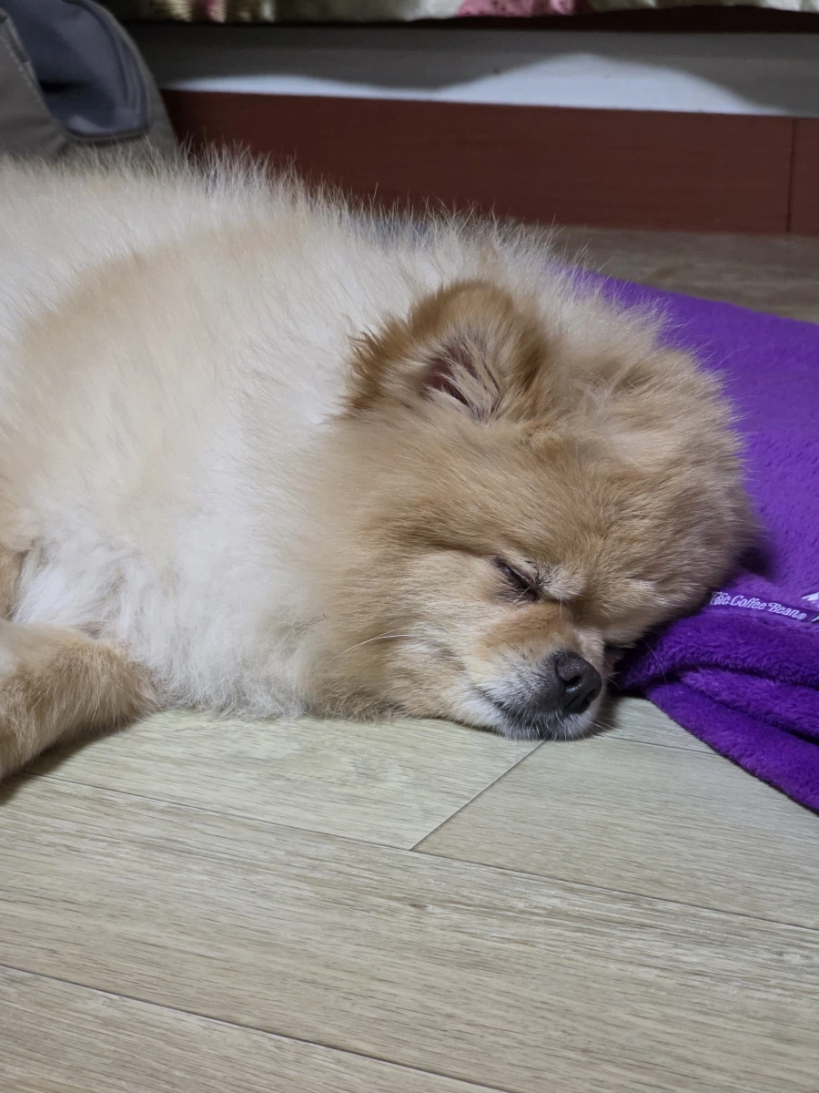 아 진짜 명절 개 힘들다_2.webp