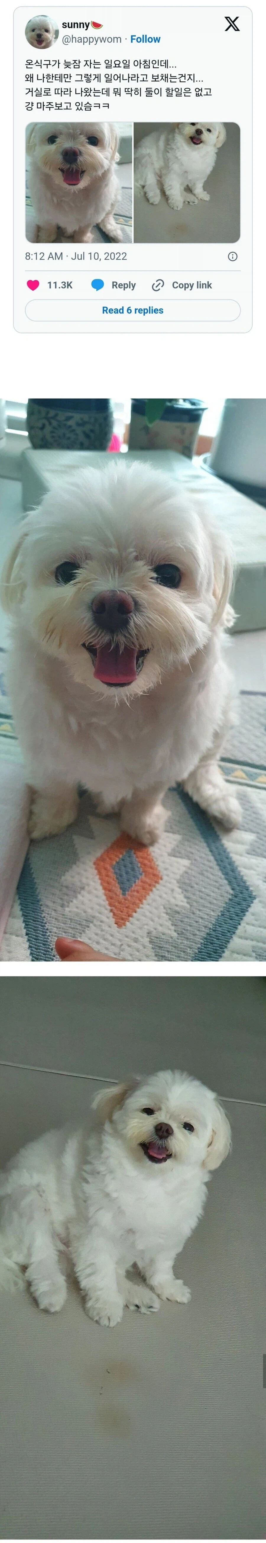 휴일에 나만 깨우는 멍뭉이.jpg_1.webp