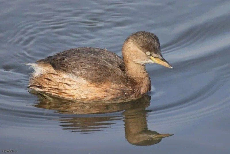 논병아리의 강함.jpg_2.webp