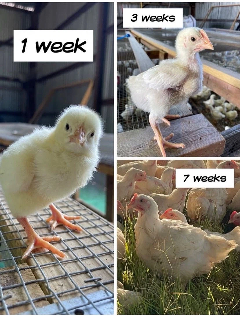 브라질산 순살 닭고기 닭 생김새.jpg_6.webp