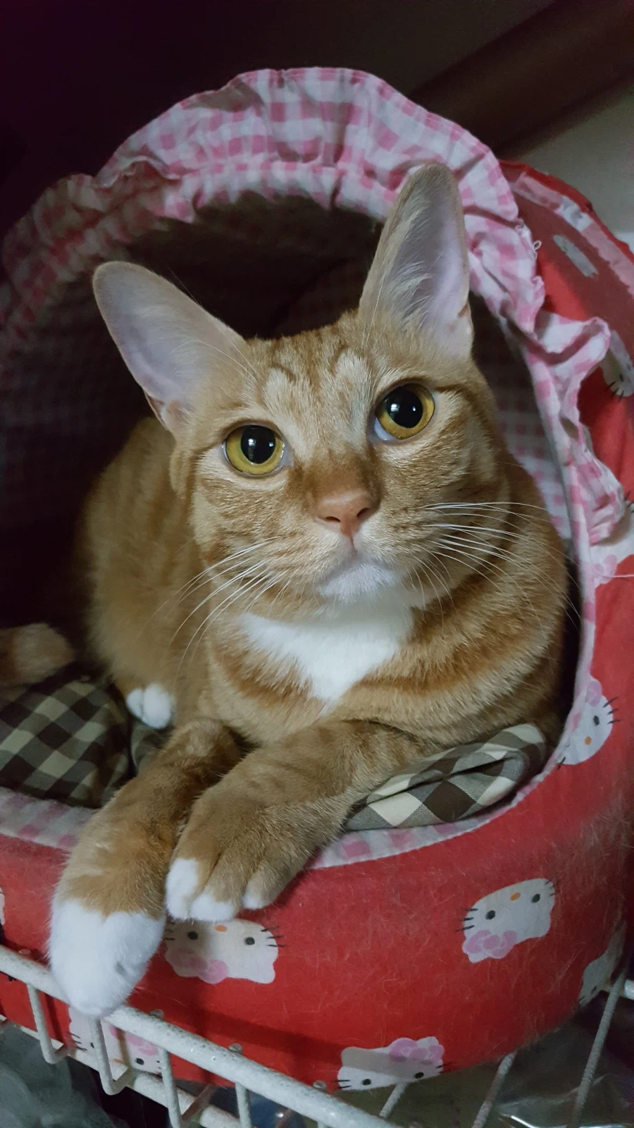 가족 허락받고 고양이/강아지 데려오라는 얘기를 많이 들어봤을텐데_4.webp