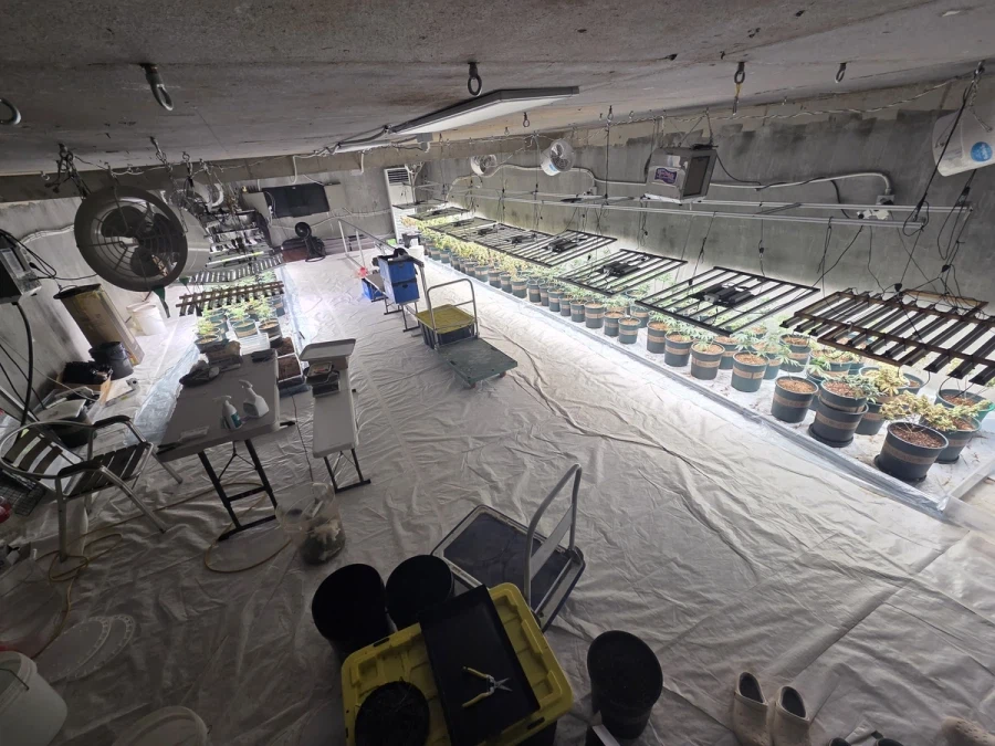 정부 스마트팜 창업 지원 받아서 대마 키운 일당.