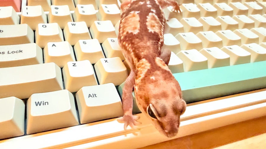 새로 나온 마우스를 자랑하는 일본인.JPG_4.webp