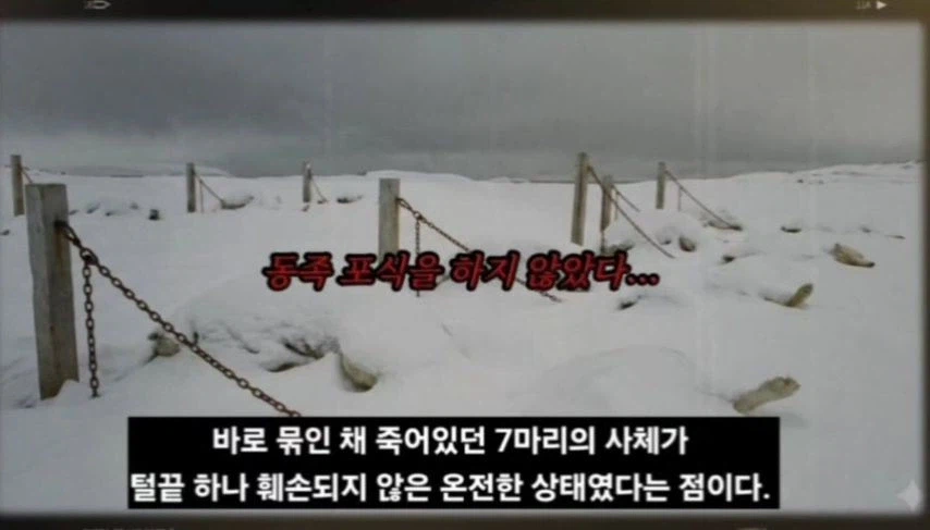 일본이 남극에 버리고간 15마리의 개들_16.webp