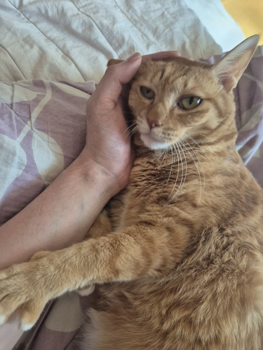 가족 허락받고 고양이/강아지 데려오라는 얘기를 많이 들어봤을텐데_6.webp