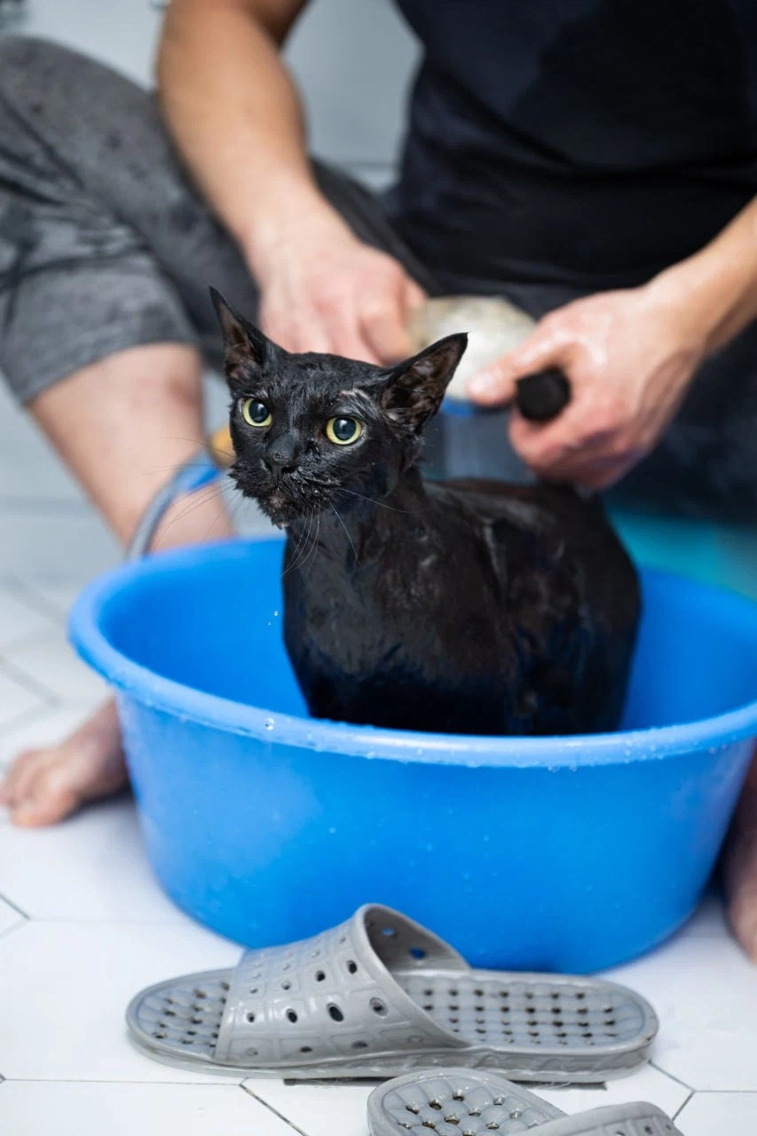 똥괭아 너 인물났다 어디 가지마라!_7.webp