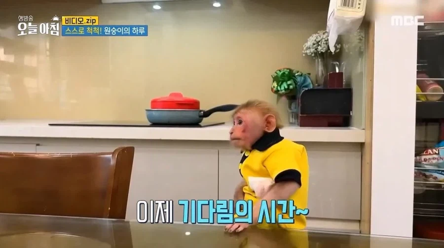 상위 1% 원숭이_18.webp